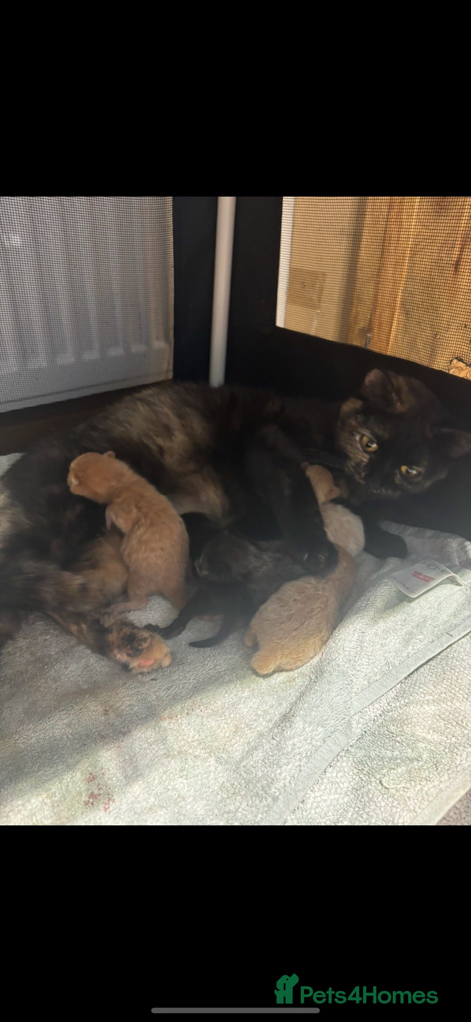 British Shorthair cats Ready to go!!! - Advert 1