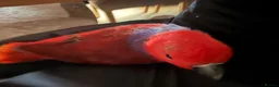 Parrots birds for sale: STUNNING HAND-REARED FEMALE VOSMAERI ECLECTUS - Advert 4
