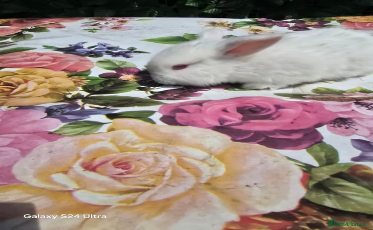 Rex rabbits - Advert 5