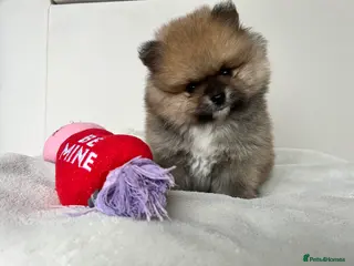 Pomeranian dogs Teddy bear Pomeranian puppies 🧸 - Advert 13