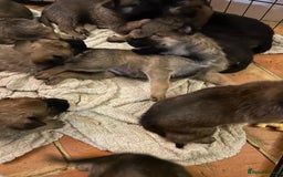 Mixed Breed dogs for sale: Stunning Belgium malinois  - Image 4