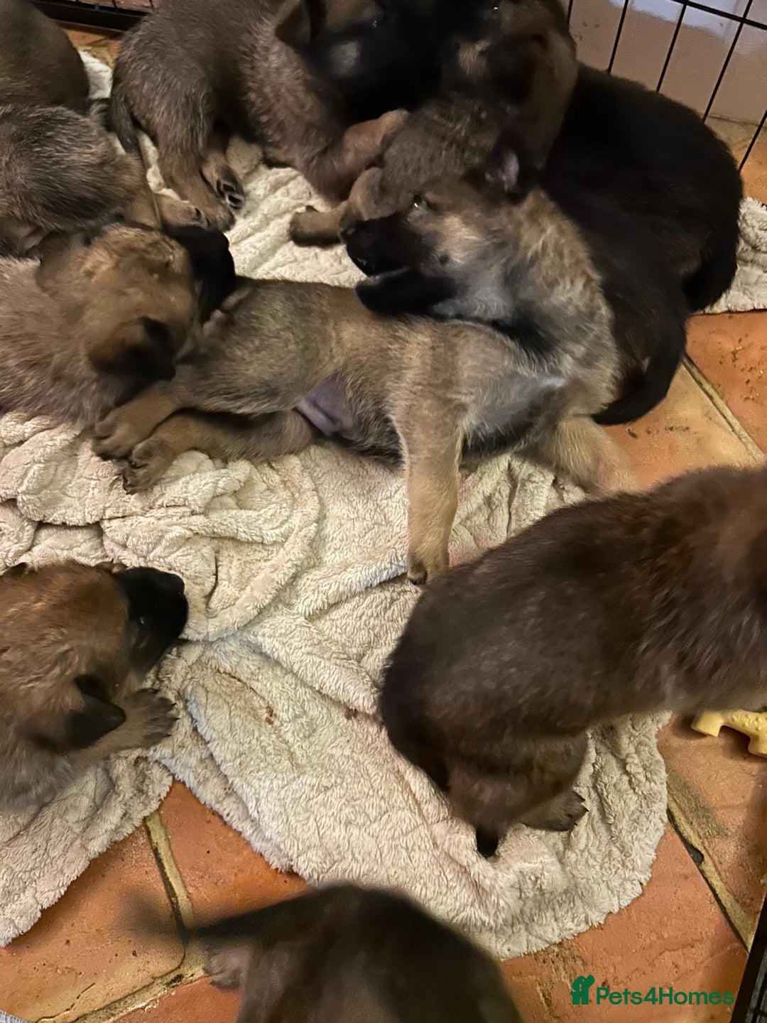 Mixed Breed dogs for sale: Stunning Belgium malinois  - Image 4