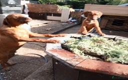 Rhodesian Ridgeback dogs for sale: Ridgeless Rhodesian Ridgeback Puppies For Sale - Image 9