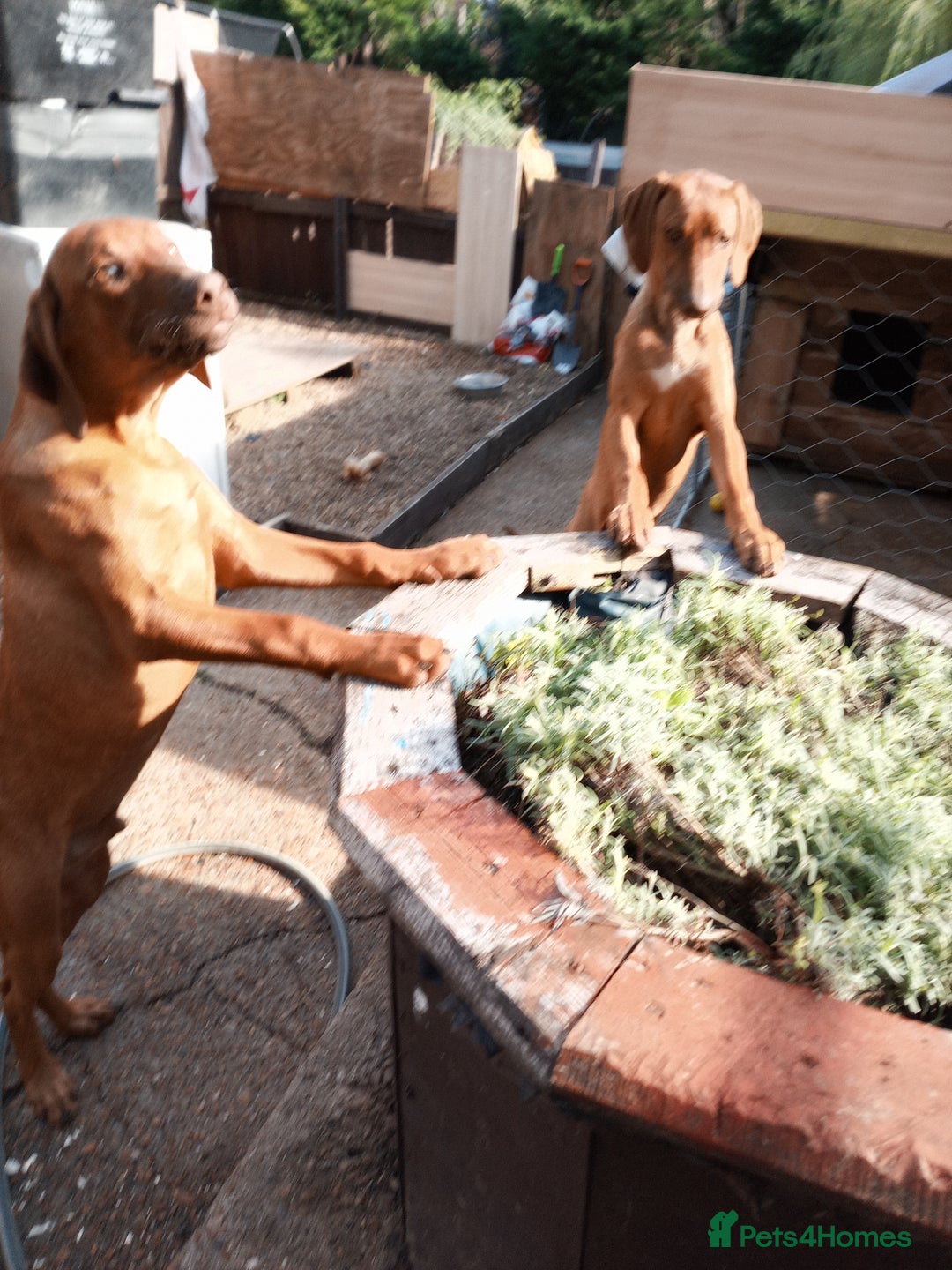 Rhodesian Ridgeback dogs for sale: Ridgeless Rhodesian Ridgeback Puppies For Sale - Image 9