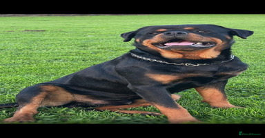Rottweiler dogs - Advert 13