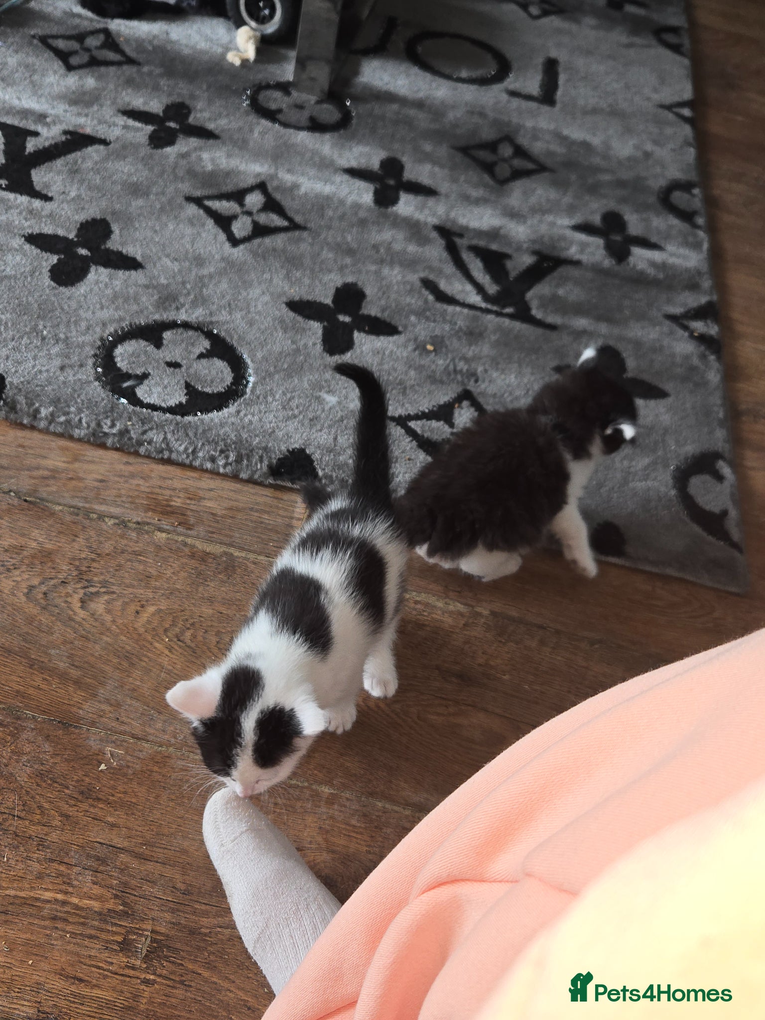 Mixed Breed cats 3 black and white kittens  - Advert 11