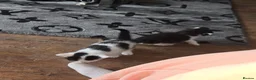 Mixed Breed cats for sale: 3 black and white kittens  - Advert 1