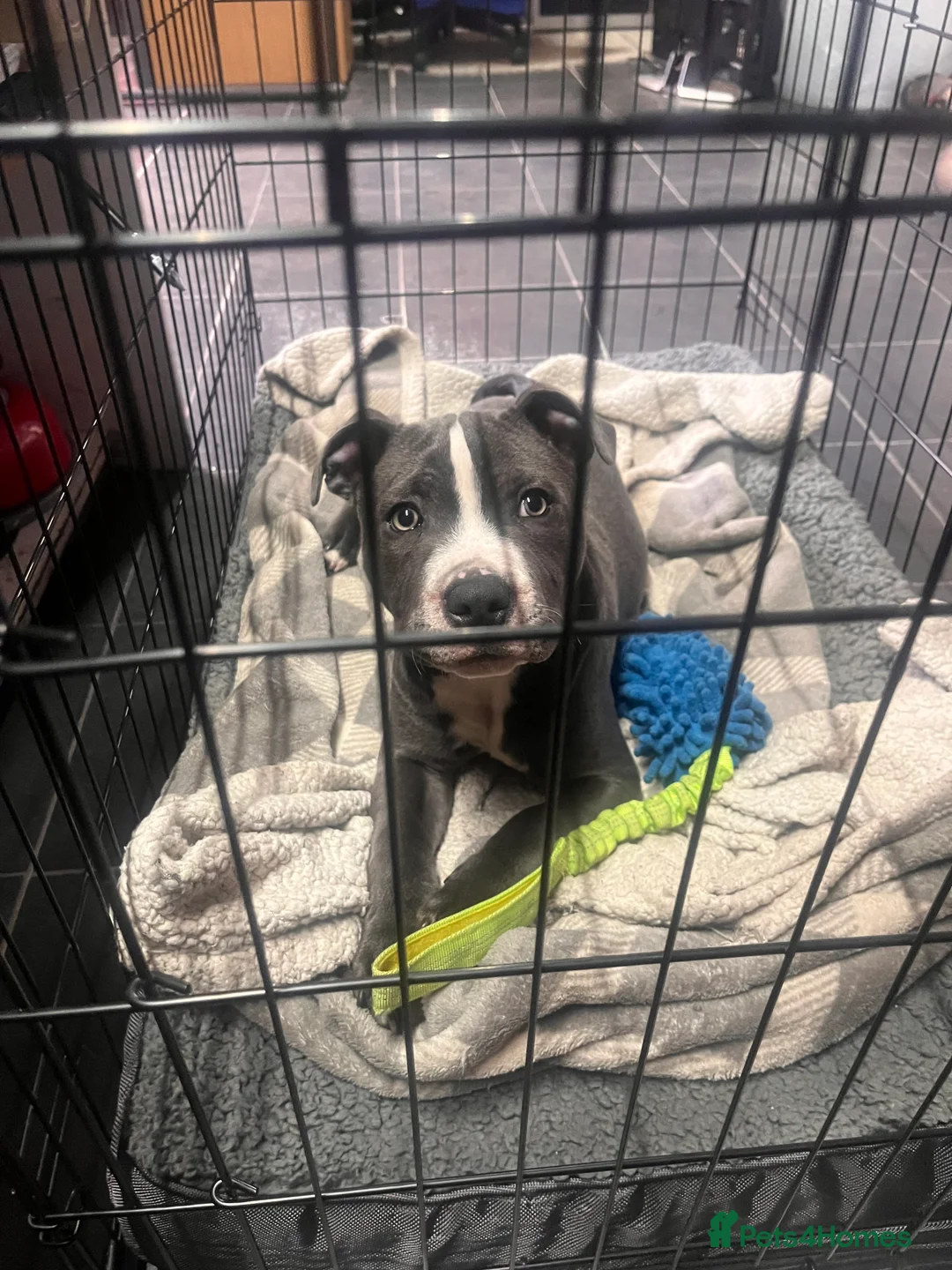 Staffordshire Bull Terrier dogs for sale: Blue Boy Staffy for Sale - Advert 7