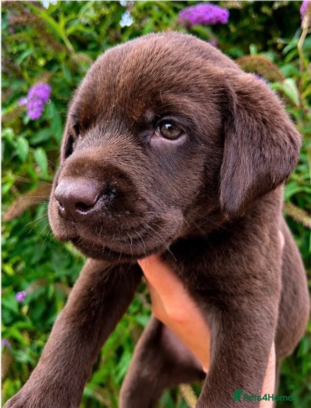 Labrador Retriever dogs for sale: 5 ⭐️ KC, VET checked, CHOCOLATE LABRADORS - Advert 2