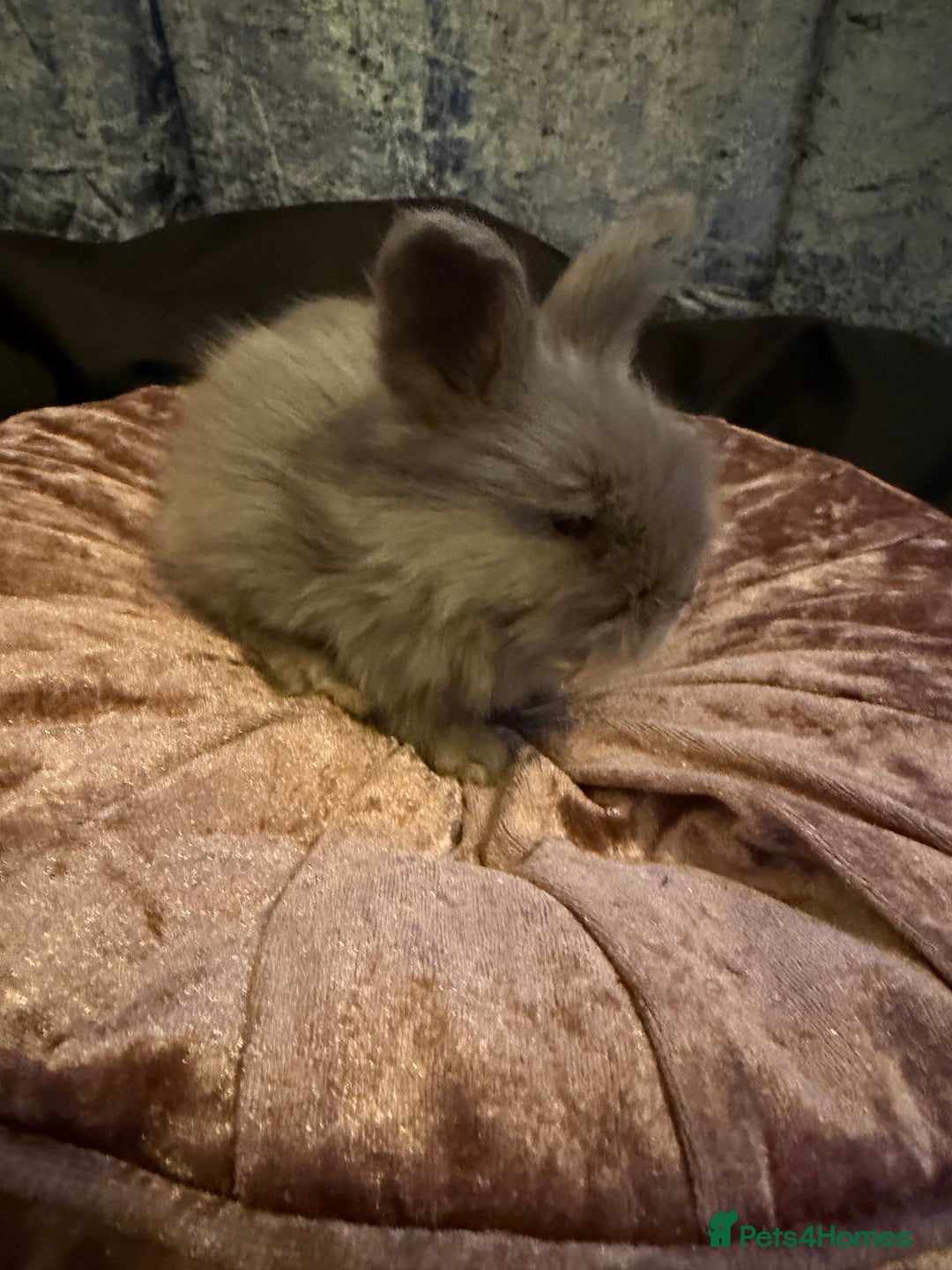 Angora rabbits for sale: Beautiful baby angora rabbits available  - Advert 8