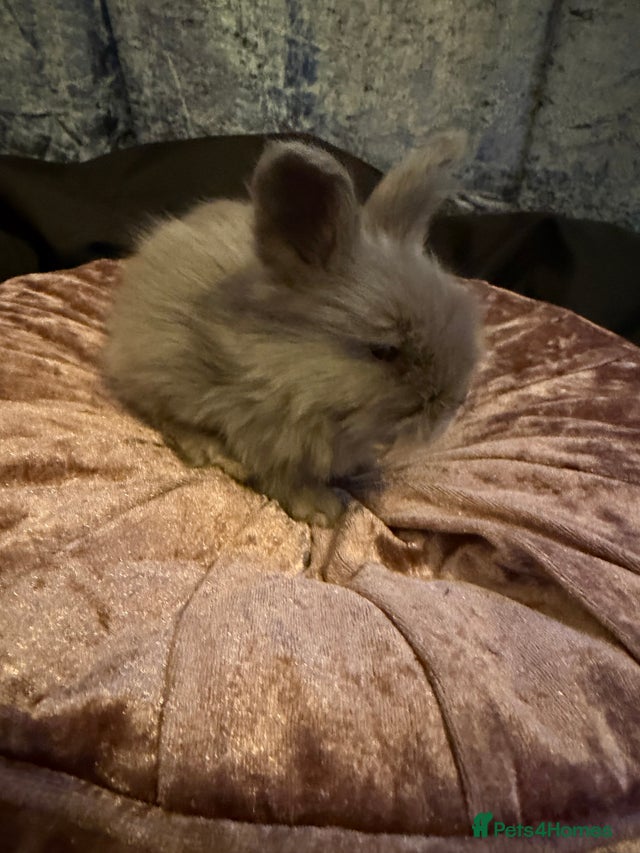 Beautiful baby angora rabbits available for sale in Wells | Pets4Homes
