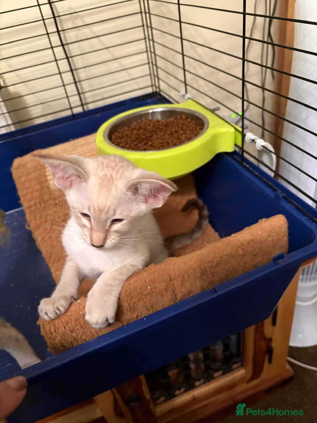 Siamese cats for sale: GCCF Ready now Siamese male & female  - Advert 2