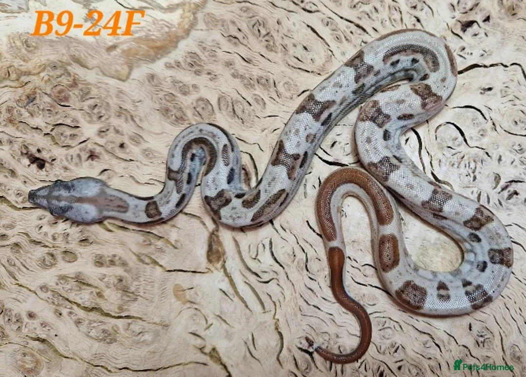 Boa Snake reptiles for sale: Choice of 2024/25 VPI Boa morphs, male and female. - Advert 3