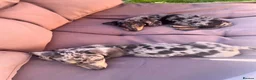 Miniature Dachshund dogs for sale: miniature dapple boys  - Advert 13