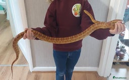 Corn Snake reptiles for sale: CB17 Carolina cornsnake and full set up - Image 5