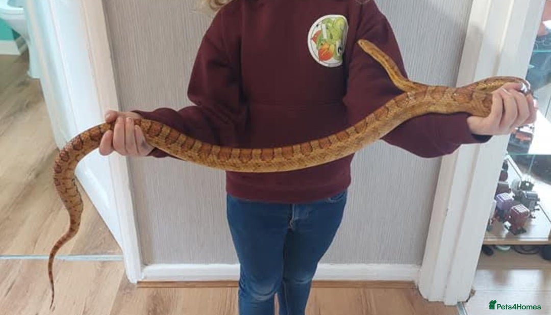 Corn Snake reptiles for sale: CB17 Carolina cornsnake and full set up - Image 5
