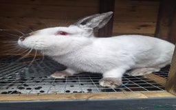 New Zealand rabbits for sale: New Zealand white cross with Californian Rabbits - Image 5