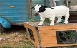 Goats livestock for sale: Pygmy and Pygmy cross bore babies - Image 4