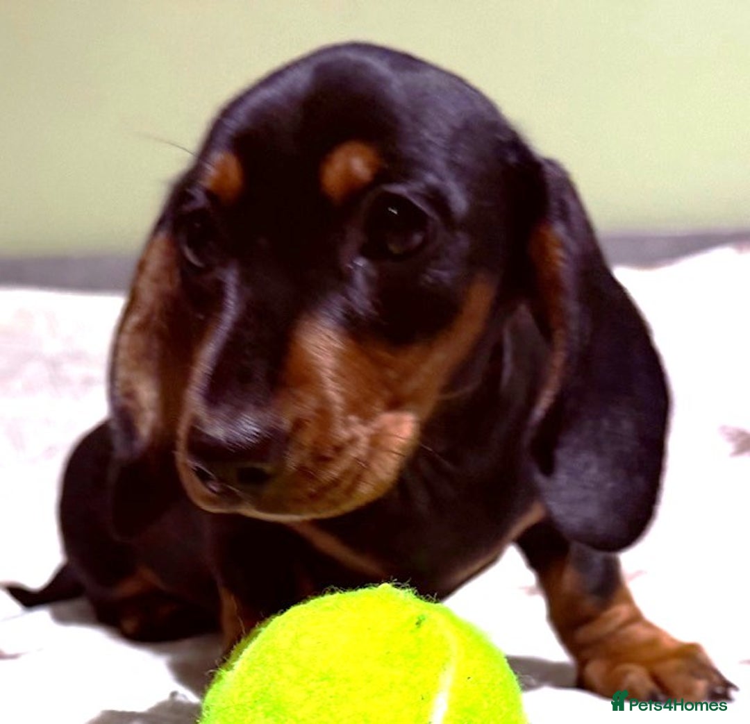 Miniature Dachshund dogs for sale: Ruby and Marley pups - Advert 19