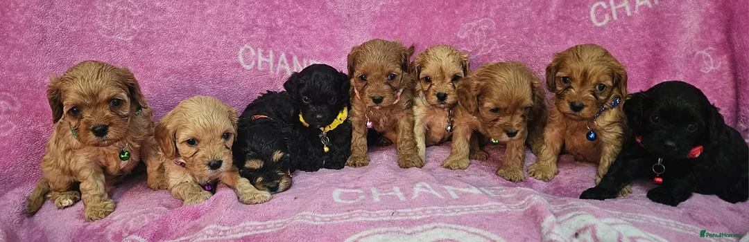 Miniature Poodle dogs for stud: Dark Red Miniature Poodle Stud Package Available in Southampton - Advert 28