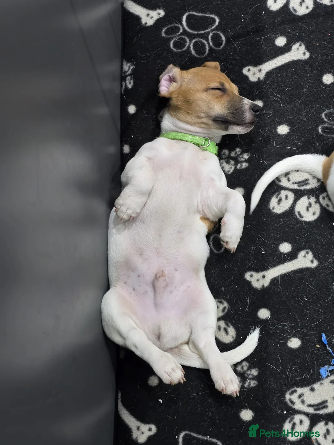 Jack Russell dogs for sale: 6 Adorable Jack Russell Puppies in Bicester - Advert 13