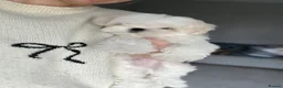 Maltese dogs for sale: Reduced price 💙Maltese cute puppies 💙 - Advert 6