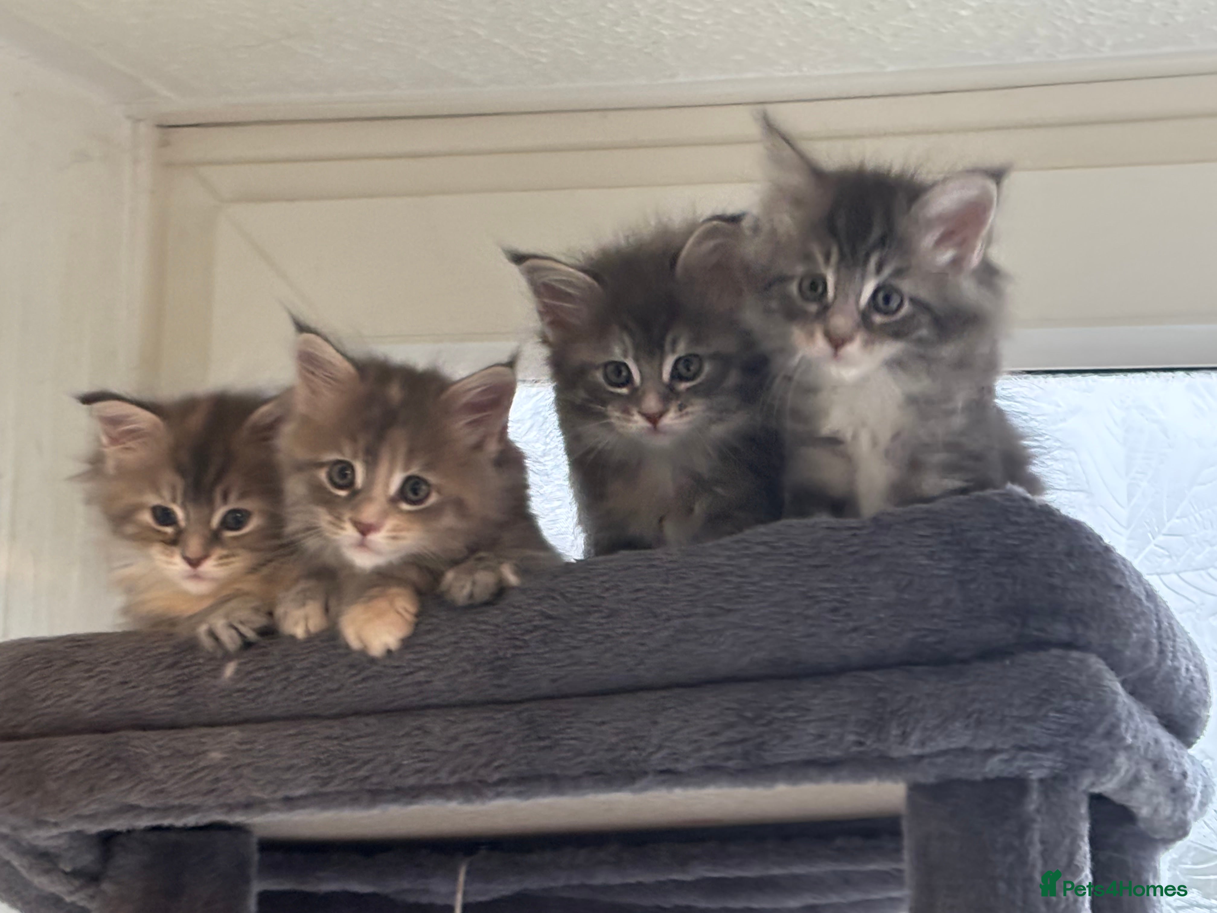 Maine Coon cats Maine coon kittens  - Advert 5