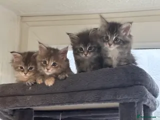 Maine Coon cats Maine coon kittens - Advert 5