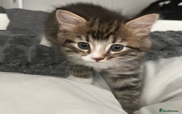 Mixed Breed cats for sale: 3 Healthy, Playful Kittens  - Image 22