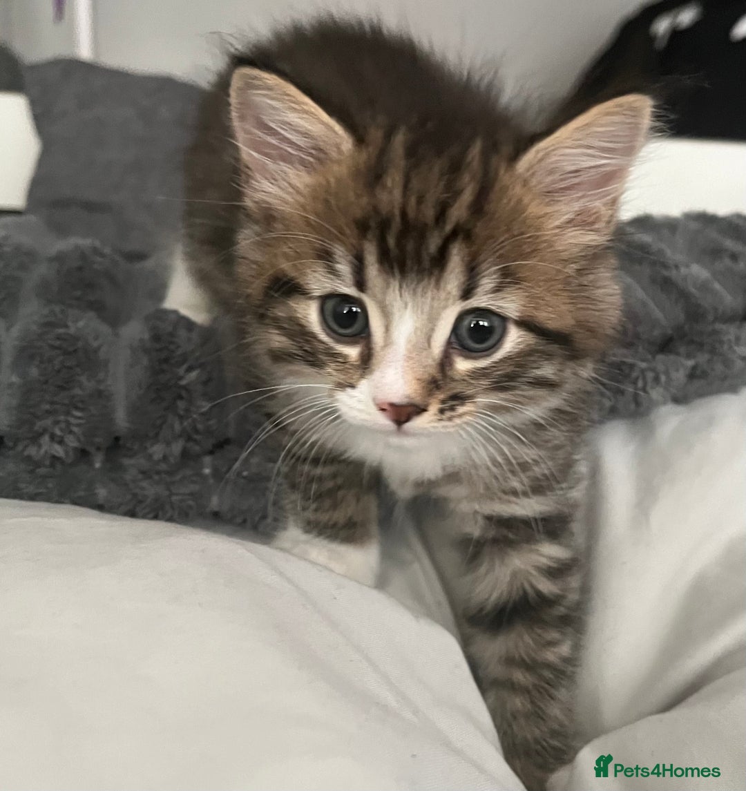 Mixed Breed cats for sale: 3 Healthy, Playful Kittens  - Image 22