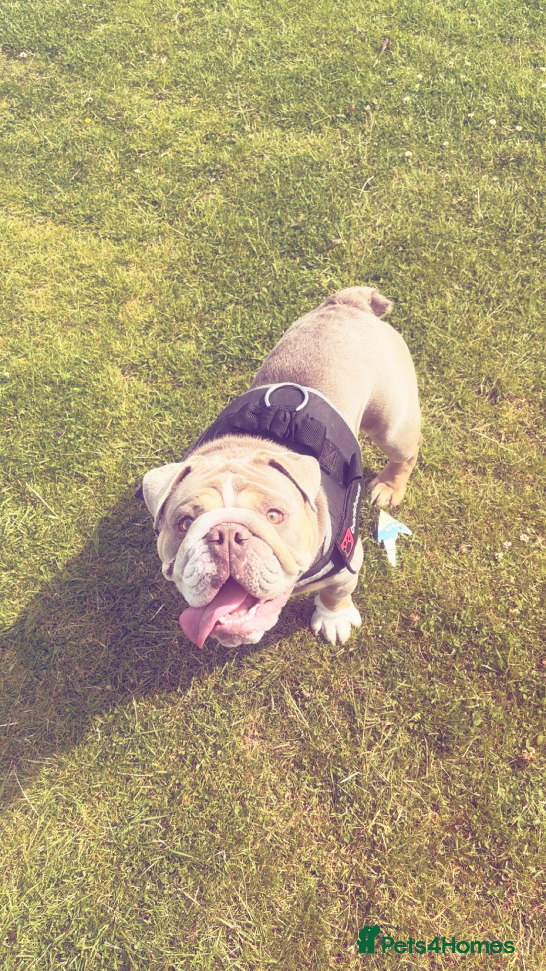English Bulldog dogs for sale: English bulldog - Image 2