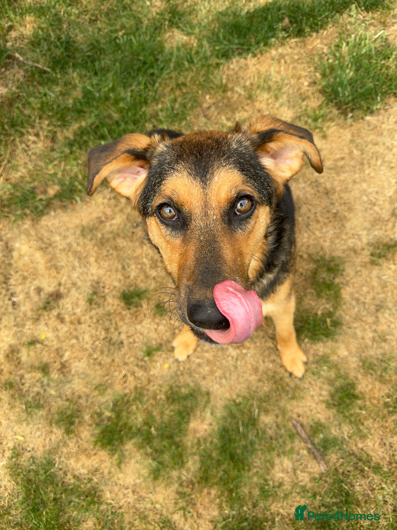 Mixed Breed dogs Small Cookie is Looking for Forever!  - Advert 1