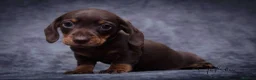 Miniature Dachshund dogs for sale: 1 little choc and tan girl ready to go now  - Advert 4