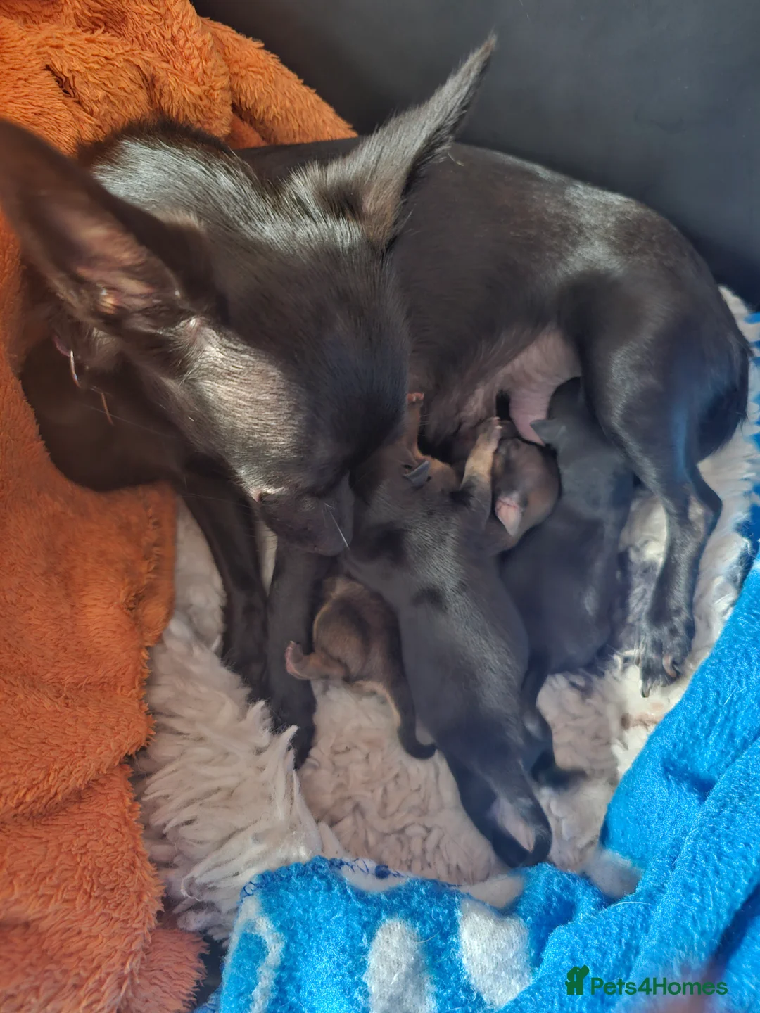 Chihuahua dogs for sale: Chihuahua  - Advert 10