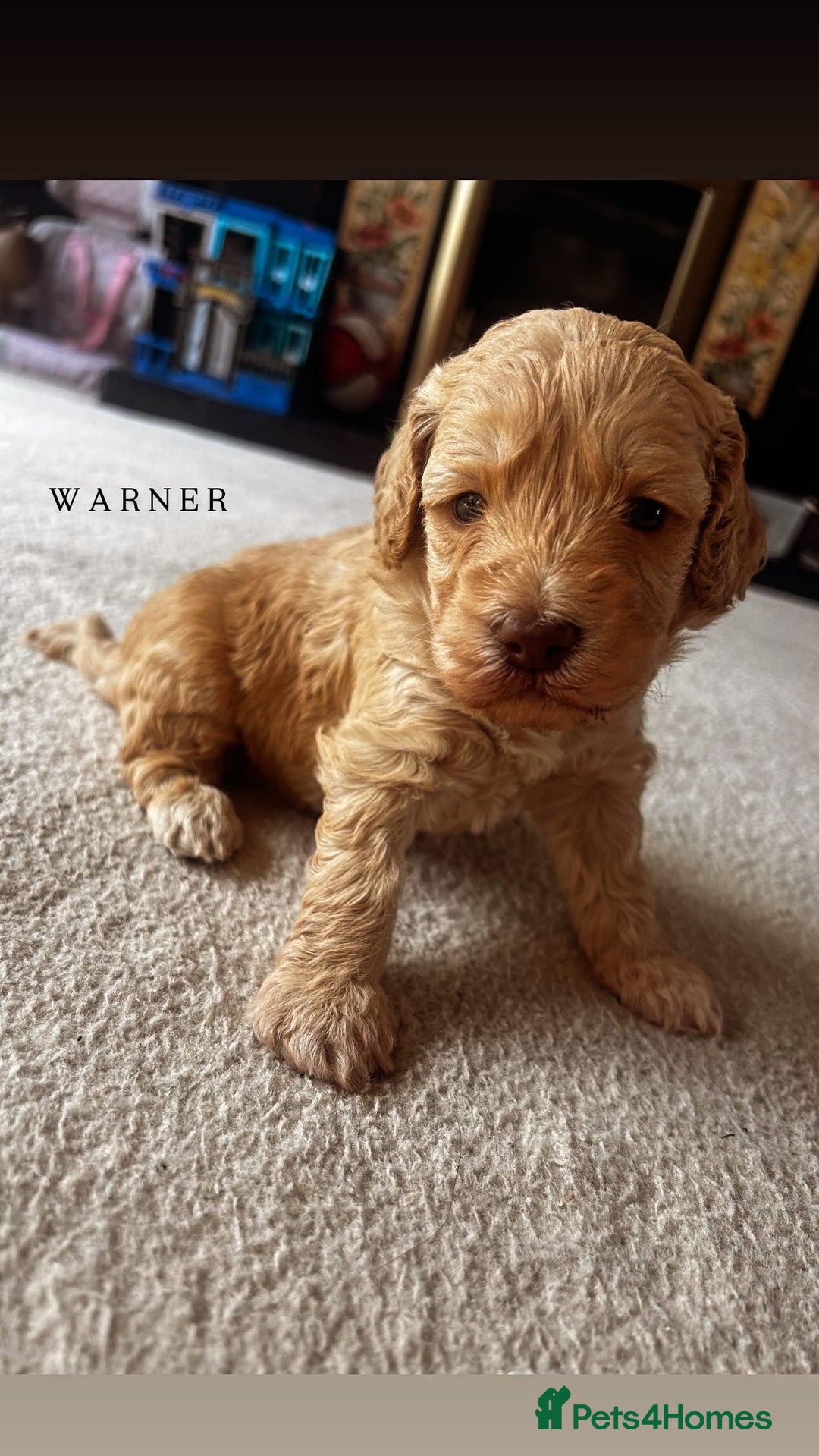 Mixed Breed dogs for sale: Gorgeous Double Doodle Puppies in Stourbridge - Image 20