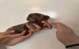 Miniature Dachshund dogs for sale: Miniature dachshund - Image 15