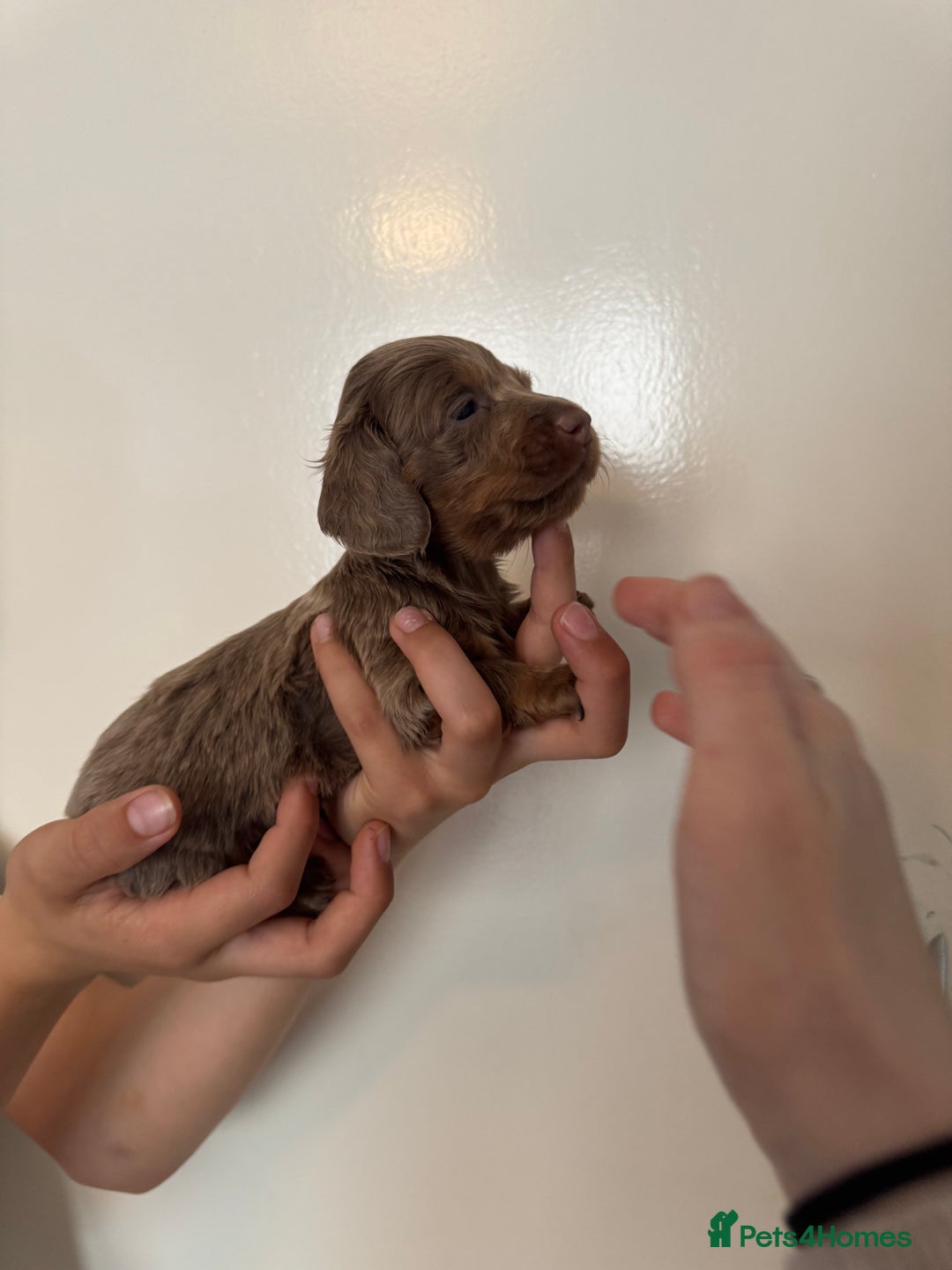 Miniature Dachshund dogs for sale: Miniature dachshund - Image 15