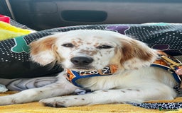 Mixed Breed dogs for adoption: Lilo  - Image 7