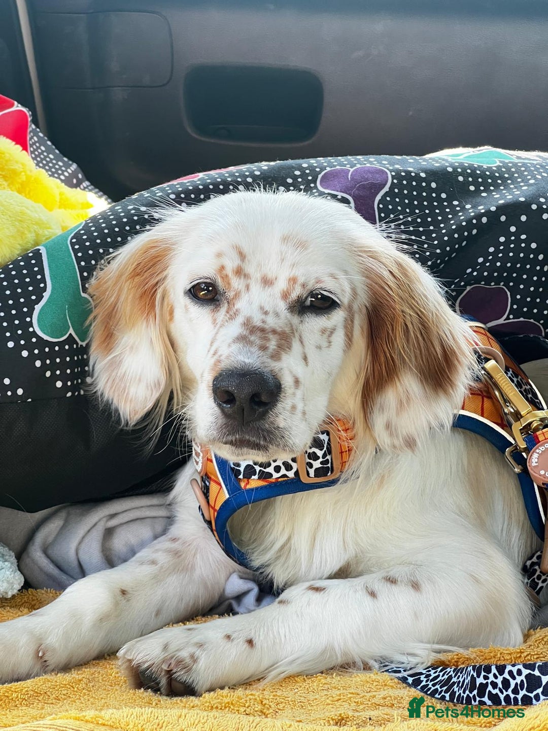 Mixed Breed dogs for adoption: Lilo  - Image 7