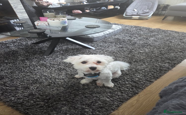 Bichon Frise dogs - Advert 1