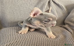 French Bulldog dogs for sale: luxury frenchies - Image 3