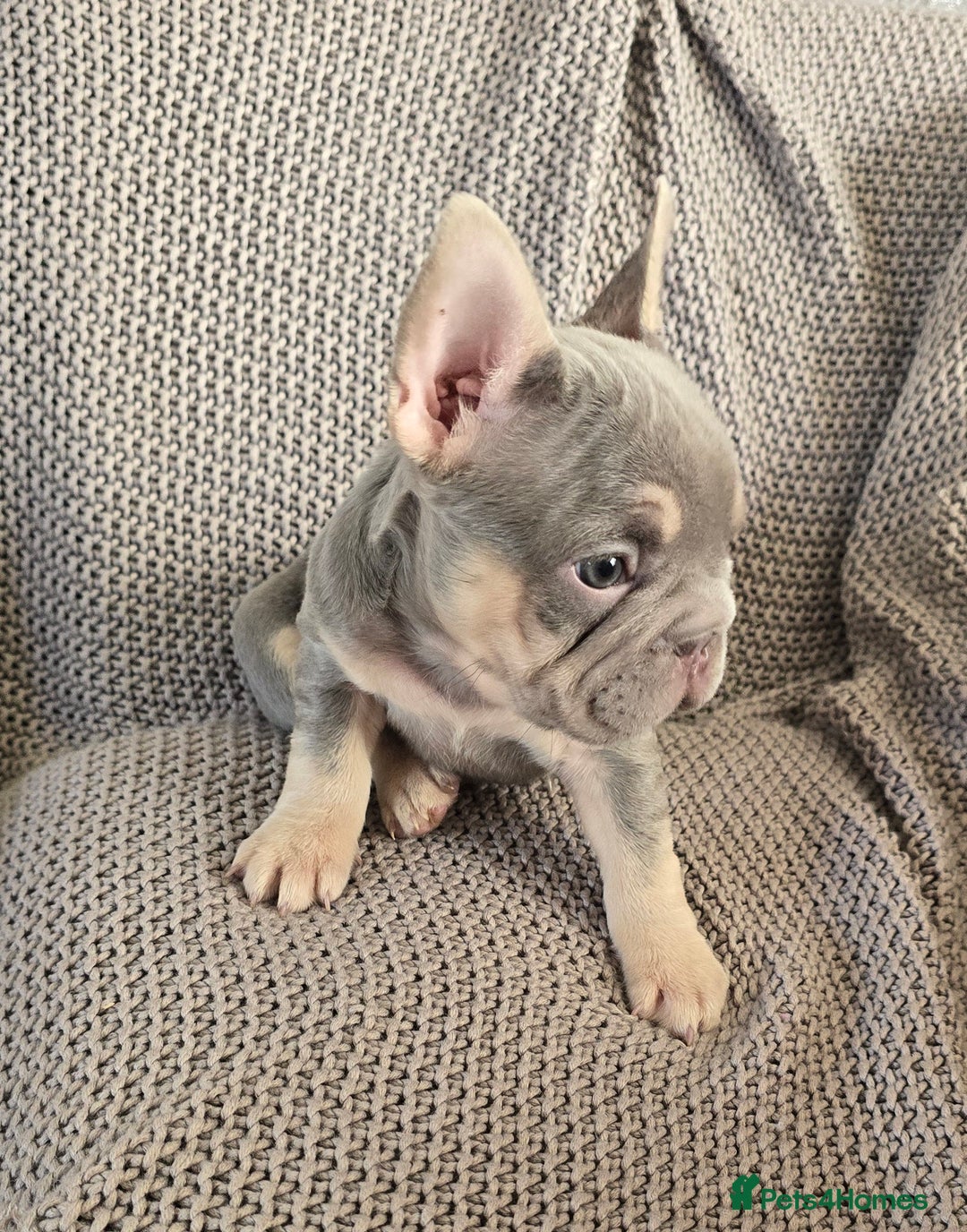 French Bulldog dogs for sale: luxury frenchies - Image 3