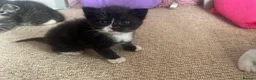 Mixed Breed cats for sale: 4 x Beautiful Mixed Breed Ragdoll Kittens  - Advert 10