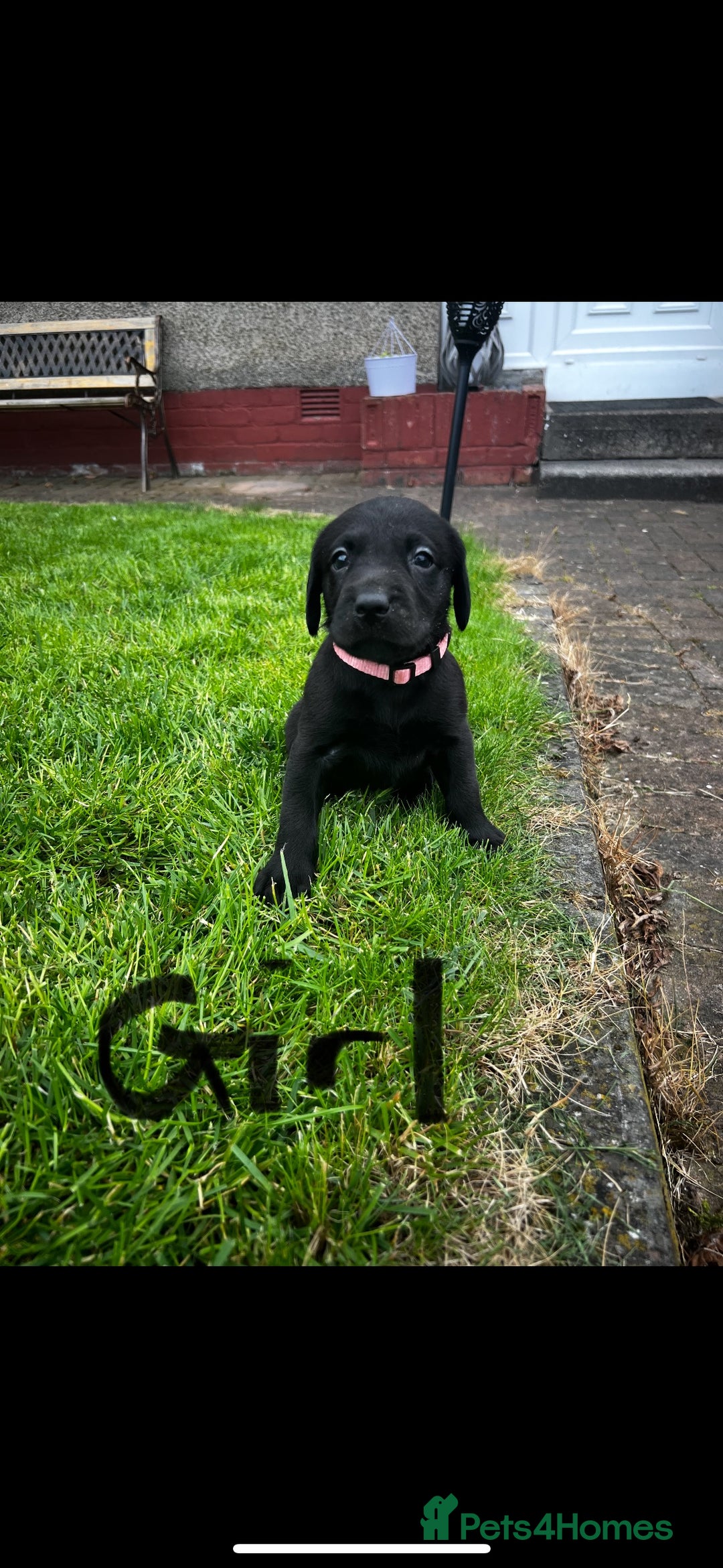 Labrador Retriever dogs for sale: KC reg labs- working bloodline  in Lanark - Image 7