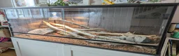 Bearded Dragon reptiles for sale: Bearded Dragon plus 4ft varium and full set up - Advert 3