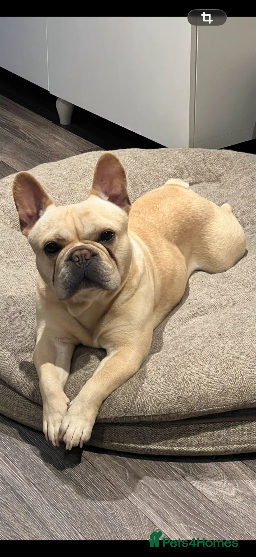 French Bulldog dogs for stud: 	French Bulldog Stud - Advert 2