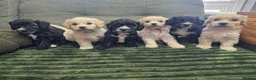 Yorkiepoo dogs for sale: Adorable Yorkiepoo Puppies Available - Litter of 6 - Advert 1