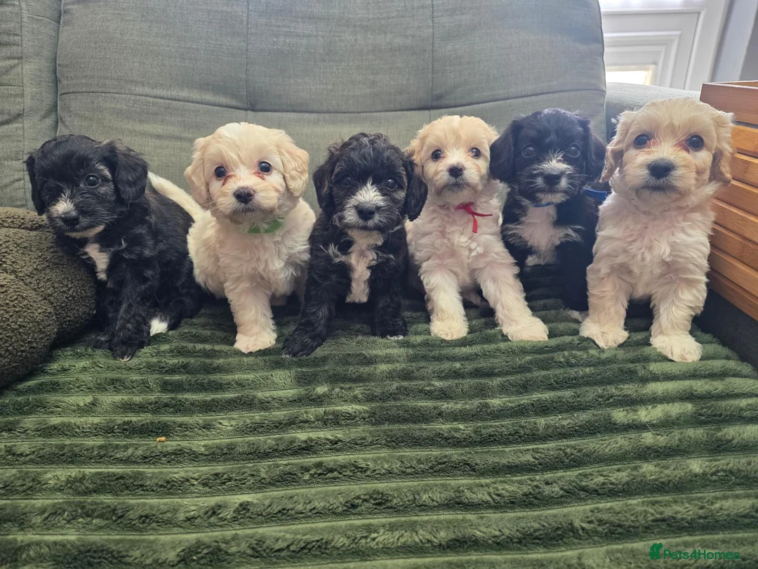 Yorkiepoo dogs for sale: Adorable Yorkiepoo Puppies Available - Litter of 6 - Advert 1
