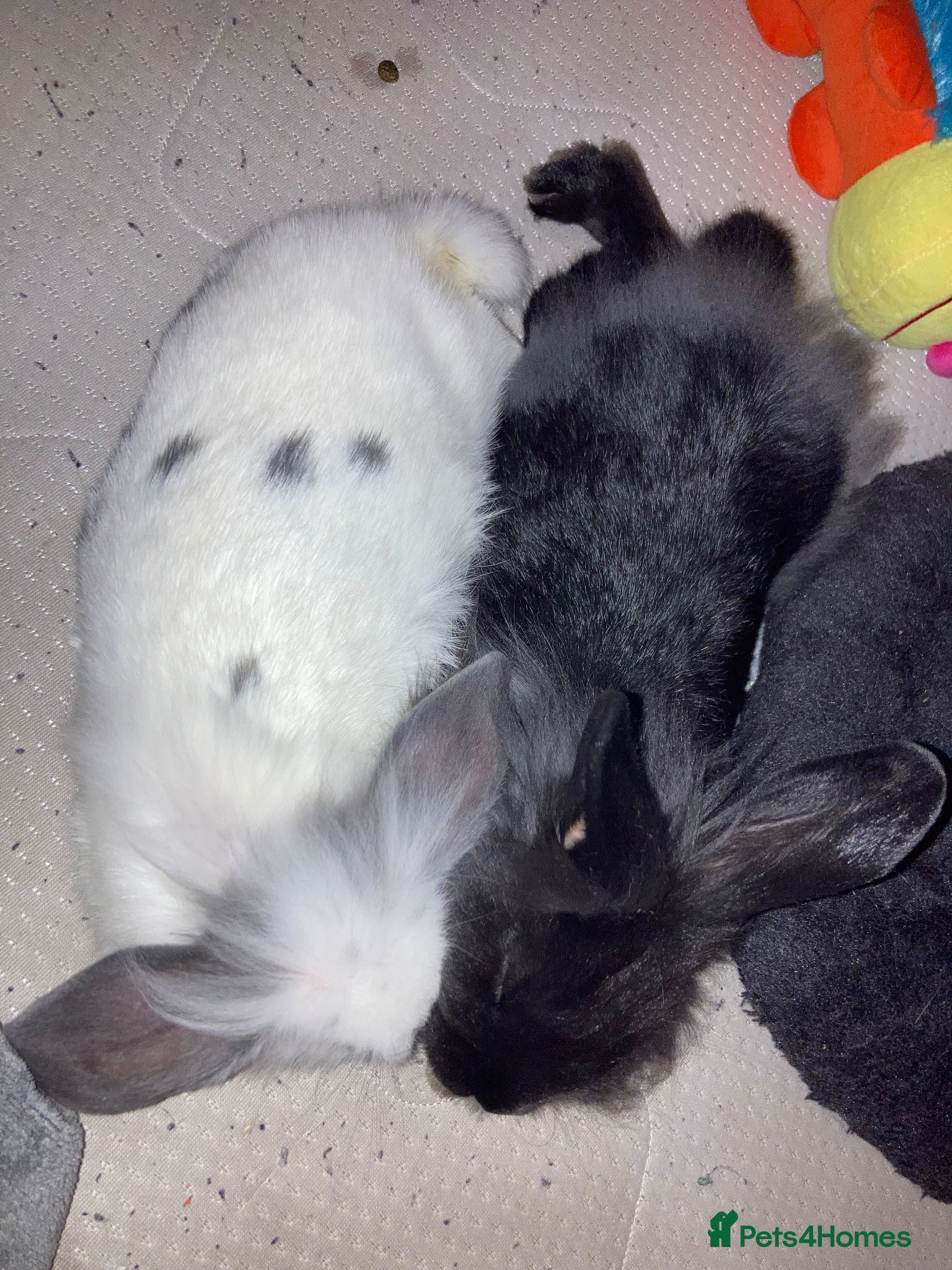 Mini Lion Lop rabbits 2 baby Mini Lion Lop for rehoming - Advert 2