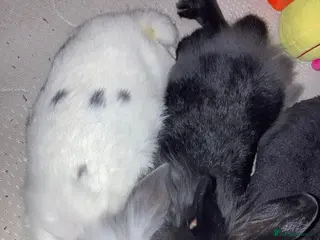 Mini Lion Lop rabbits 2 baby Mini Lion Lop for rehoming - Advert 2